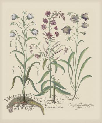 Besler 157 Colored B2